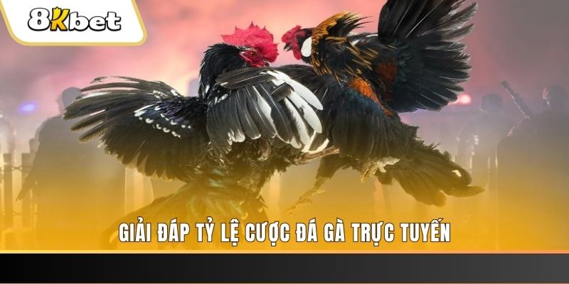 99wim ga choi cau thanh